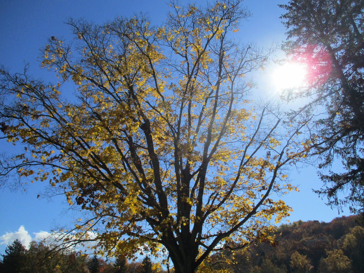 Trees